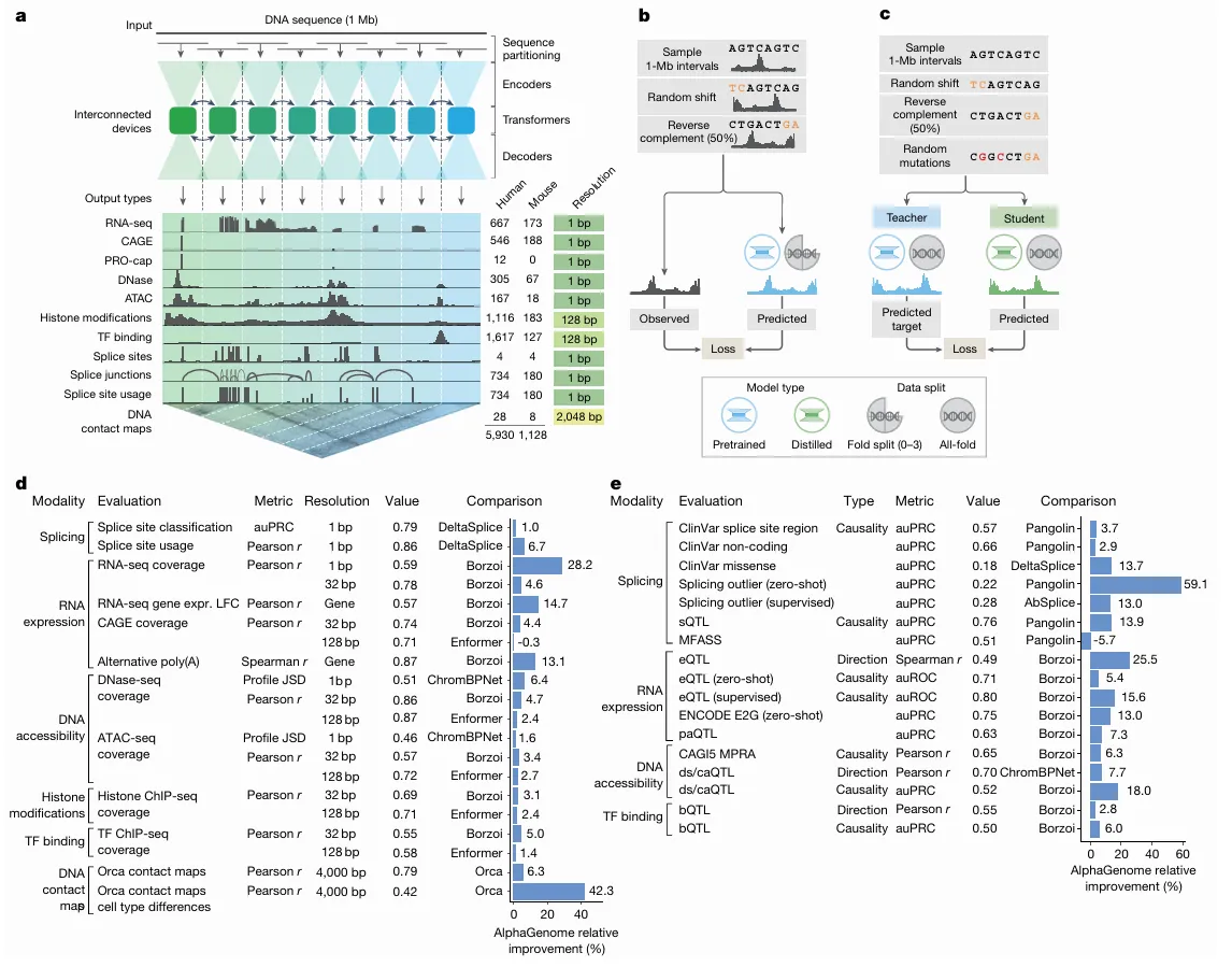 AlphaGenome Architecture